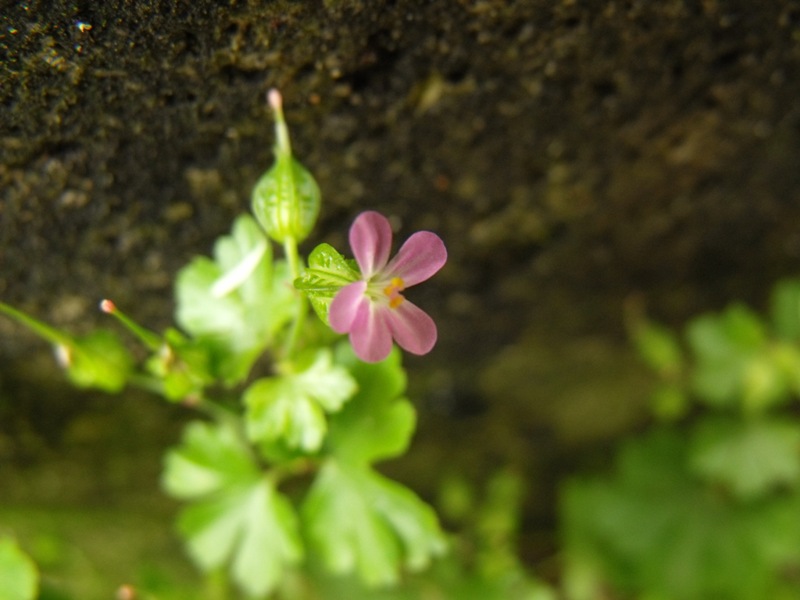 Geranium lucidum / Geranio lucido